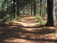 Hiking Trail in the Woods